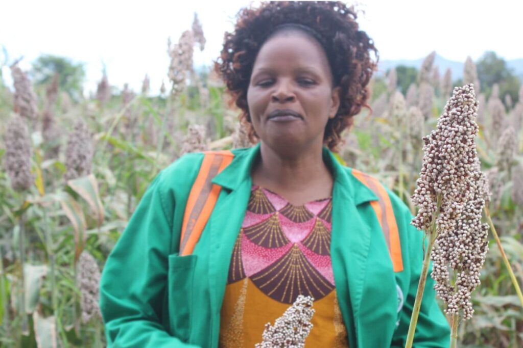 Sorghum Transforming Lives Of Tharaka Nithi Farmers In Kenya Africa