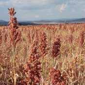 Sorghum Transformation Agenda in the Eastern Cape Province, South Africa