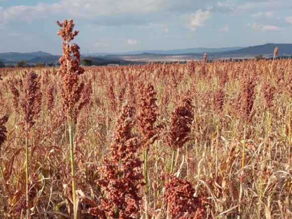 Sorghum Transformation Agenda in the Eastern Cape Province, South Africa