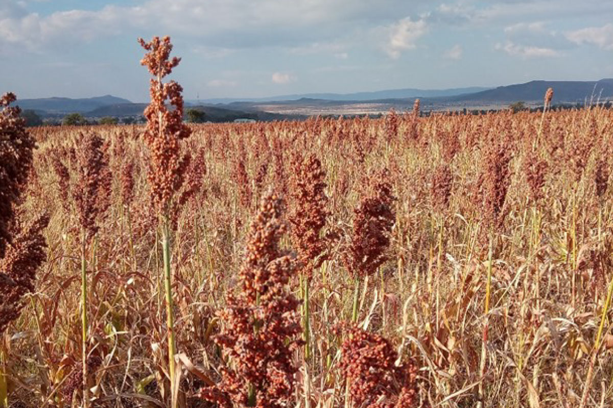 Sorghum Transformation Agenda in the Eastern Cape Province, South Africa