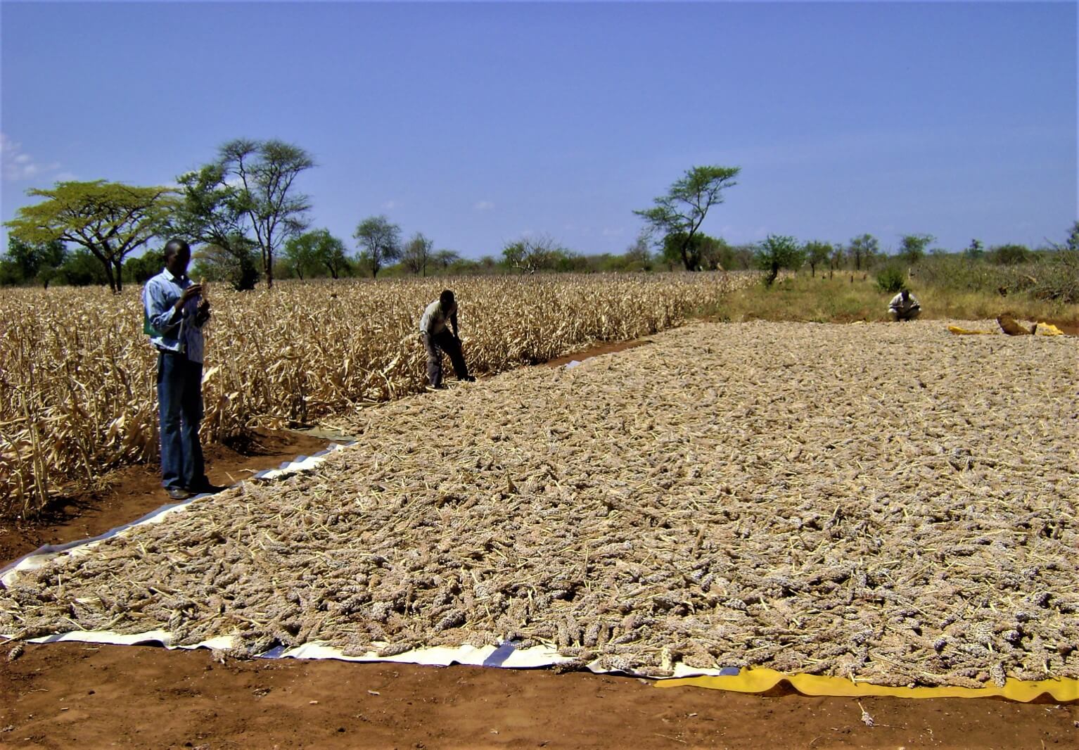 Climate Action And Natural Resource Management - Drying of Sorghum before threshing