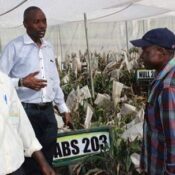 ABS-trial-manager-at-IAR-Nigeria-in-the-blue-cap-explaining-ABS-sorghum-experimentation-to-Africa-Harvest-staff