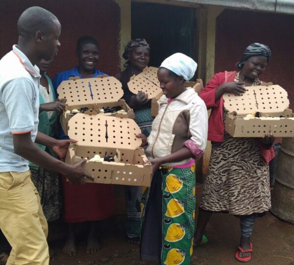 Bwema-Ombati-AH-field-officer-delivering-Chicks02