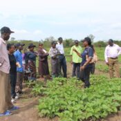 Dr-Magdalina-William-trains-seed-multipliers-and-extension-officers-on-bean-agronomy