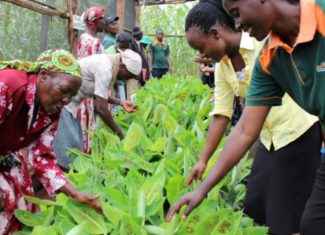 Enhancing The Lives Of African Small Scale Farmers