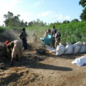 Project-Beneficiaries-in-Imenti-South-District-Meru-County-Threshing-Sorghum