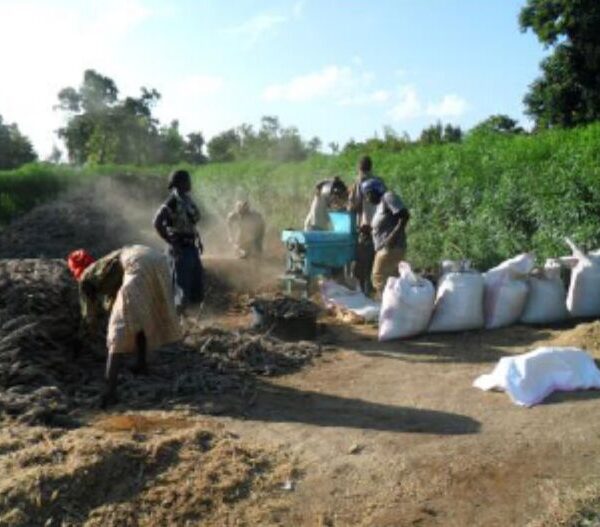 Project-Beneficiaries-in-Imenti-South-District-Meru-County-Threshing-Sorghum