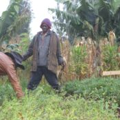 Richard-Sausi-is-one-of-11-farmers-trained-in-Kenya-as-an-OFSP-vines-multiplier