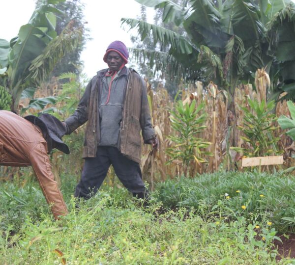 Richard-Sausi-is-one-of-11-farmers-trained-in-Kenya-as-an-OFSP-vines-multiplier