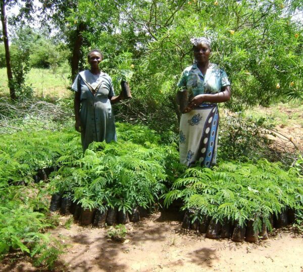 Seedling-nurseries-at-group-level_Kitui-Central-division-in-Kitui-County