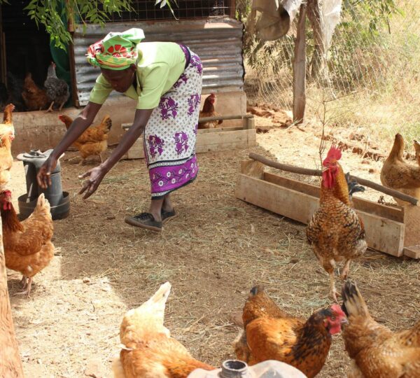 Thriving-in-adversity-Chicken