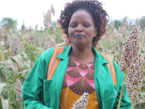 Sorghum Transforming Lives of Tharaka Nithi Farmers In Kenya