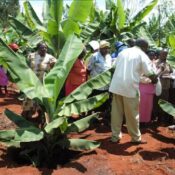 ministry-of-agriculture-training-good-orchard-management-TC-Banana-farmers-nyeri
