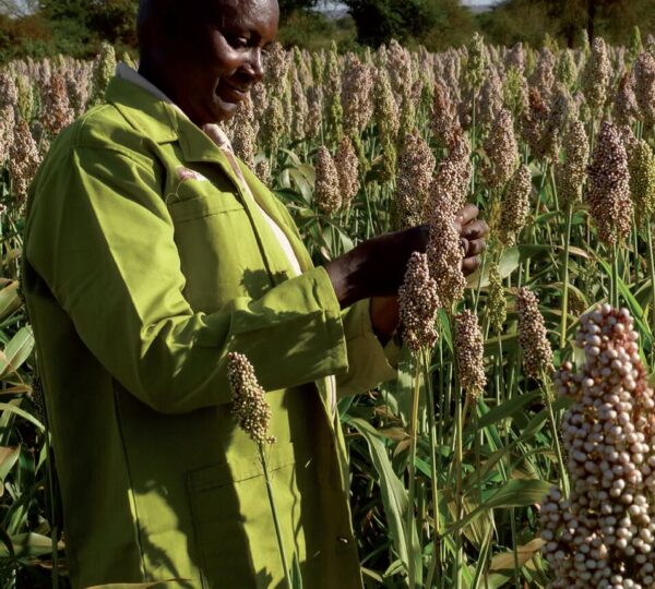 seed-system-farmer-analysing-seeds
