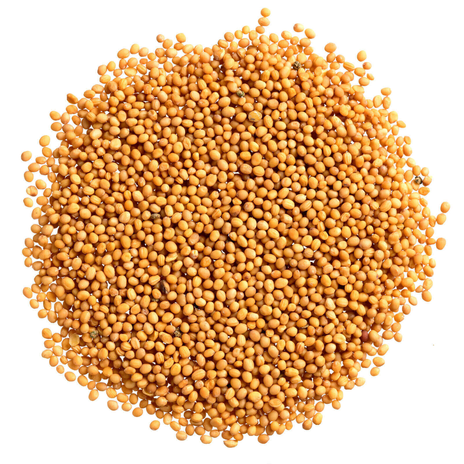 soya-quality-seeds