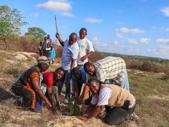 Cashew Nuts Demonstration Establishment in Kilifi County