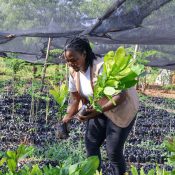 Shangazi Masika-County Implementing Officer Kilifi County collecting some seedlings for demonstration-plot
