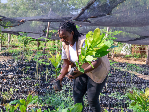 Cashew nuts demonstration establishment in Kilifi County, Kenya is a vital step in the world’s largest farmer-led land restoration project