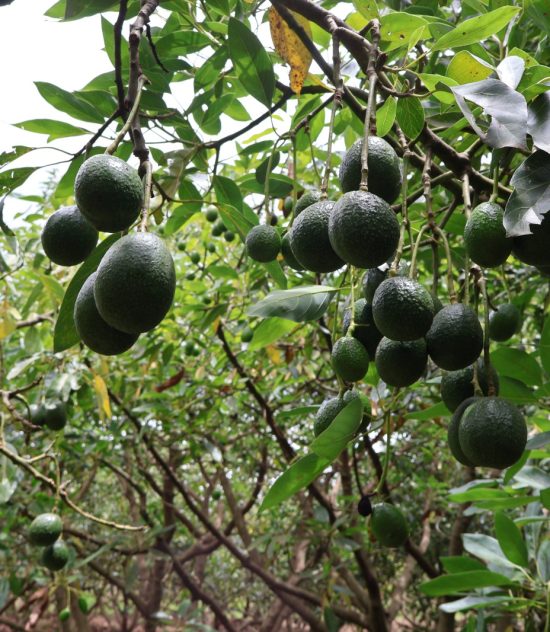 How avocado farming has become Narok’s green gold