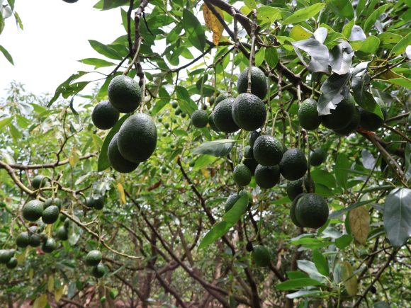 How avocado farming has become Narok’s green gold